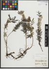 Foto von Salix repens subsp. rosmarinifolia (L.) Andersson